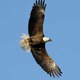 Eagle flying jforeman