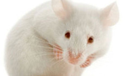 Timeline: Flowers For Algernon