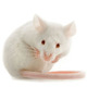 Algernon