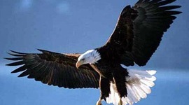 Timeline: Bald Eagles in Iowa, a Brief History