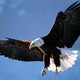 American bald eagle