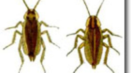 Timeline: History of Former Infestations