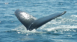 Timeline: Denise Organ's Career