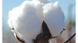 Timeline: Eli Whitney