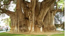 Timeline: Timber story By Kaitlin & Kayleigh