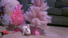 Timeline: The Amazing Mini Rex Timeline
