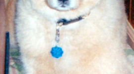 Timeline: My Life with Dogs