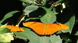 Timeline: Butterflies