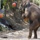 Funny elephant basketballer
