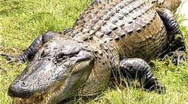 Timeline: Evolution of Alligators