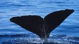 Timeline: Evolution Proj - History of Whales (Cetacea)