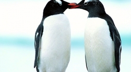 Timeline: Penguin Evolution