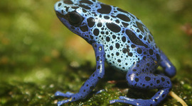 Timeline: Evolution of Amphibians