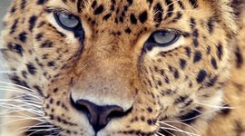 Timeline: The Amur Leopard by Josh