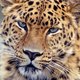 Amur