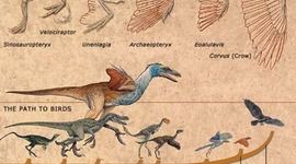 Timeline: Evolution of Birds