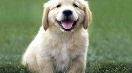 Timeline: Evolution of Dogs