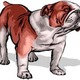 Bulldog