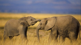 Timeline: Comparison map of the elephant's population