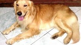 Timeline: Everything For A Dog