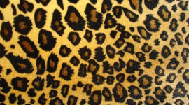 Timeline: 1970-1979 Timeline