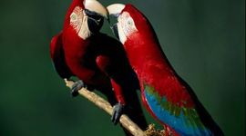 Timeline: el gran joaco occello