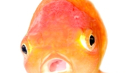 Timeline: Out of My Mind