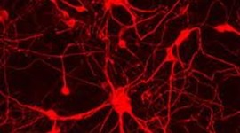 Timeline: Cell Theory