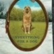 Everything for a dog