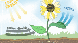Timeline: Photosynthesis