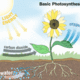 Irrigation photosynthesis