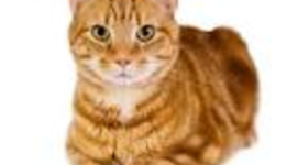 Timeline: History of The Big Cat