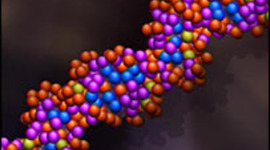 Timeline: Historia del ADN