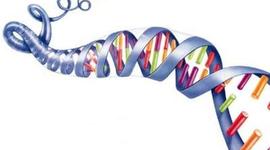 Timeline: Genetics Timeline