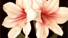 Timeline: Lauren's Timeline