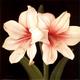 Lily 2