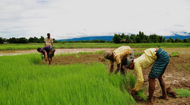 Timeline: Agriculturalism