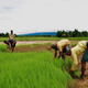 Agriculture of bangladesh 11