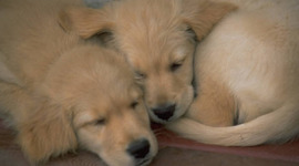 Timeline: Everything for a Dog