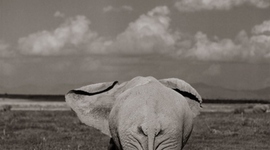 Timeline: Animal Poaching