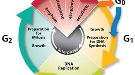 Timeline: The cell cycle