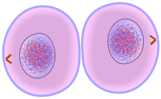 The cell cycle timeline | Timetoast timelines