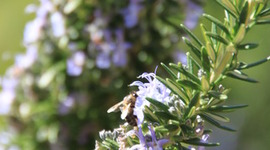Timeline: Green Thumbs Garden