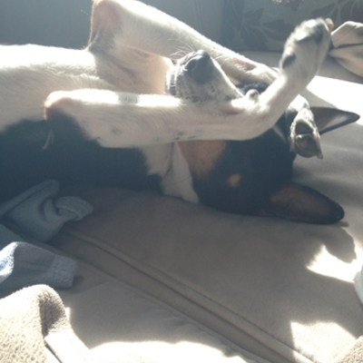 Timeline: Rocco's Life