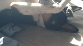 Timeline: Rocco's Life