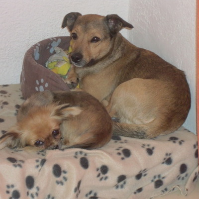 Timeline: SIMBA & NALA