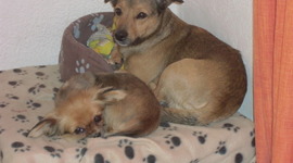 Timeline: SIMBA & NALA