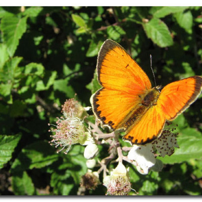 Timeline: ingenieria industrial