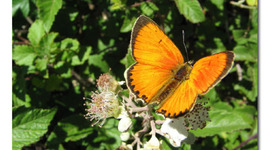 Timeline: ingenieria industrial