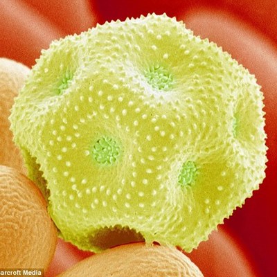 Timeline: Pollen monitor